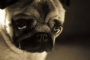 cute-pug-dog-sad-face-crying