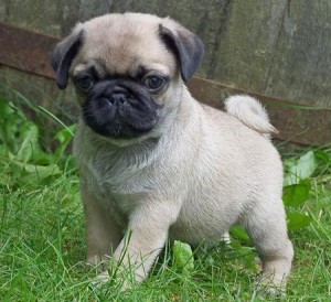 cute-pug-pup-for-a-new-home-now-20130221120404