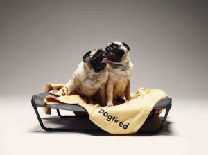 Are pugs worth the money people charge for them?