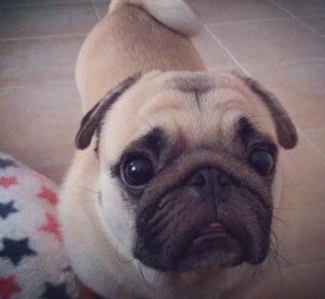 Is it normal for pugs to have tumors and bumps?