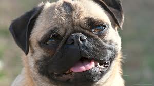 Do Pugs have a lot of health problems?