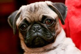 When I try to housebreak my pug puppy he cries the whole night. Is there anyway I can help him stop crying?
