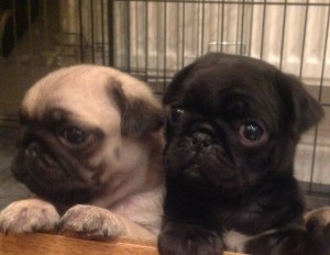 Is it true that fawn colored pugs shed more then black ones?