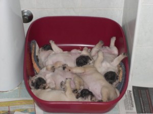 How easy are Pugs to look after and does anyone know any reputable sellers in Scotland?