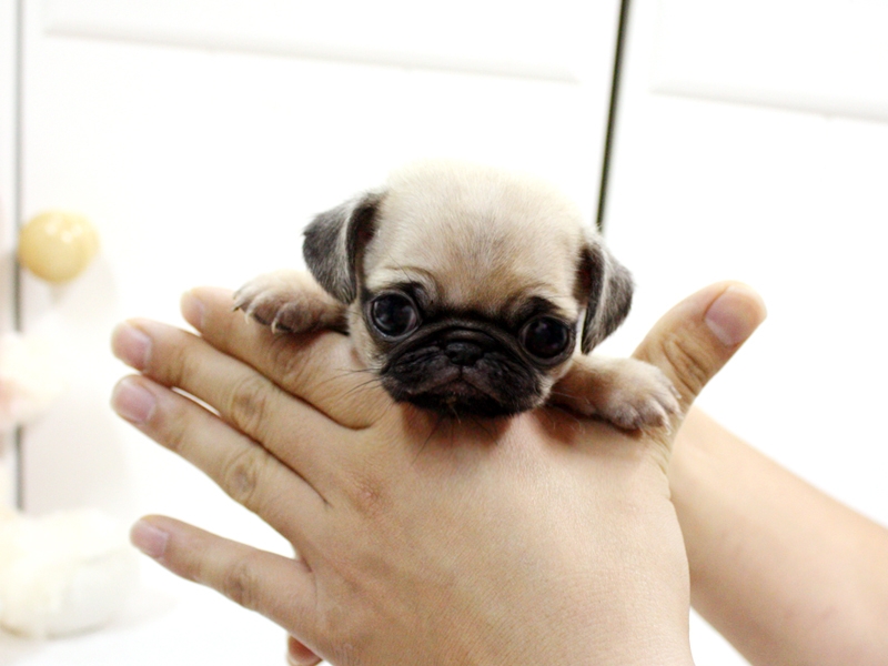 7 Things To Check Before Buying a Pug Puppy