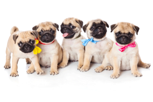 Where can i find information about a pug group in westchester ny?