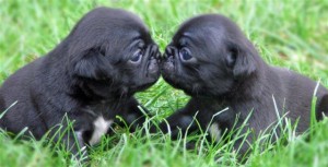 For anyone who owns a pug which is better male or female?
