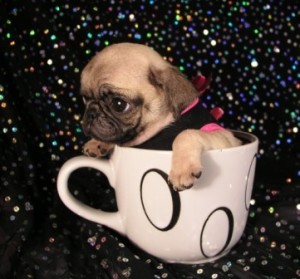 How much would you pay for a teacup pug?