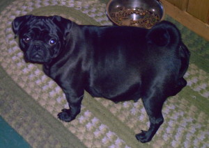 How many puppies does a pug normaly have for the first pregnancy?