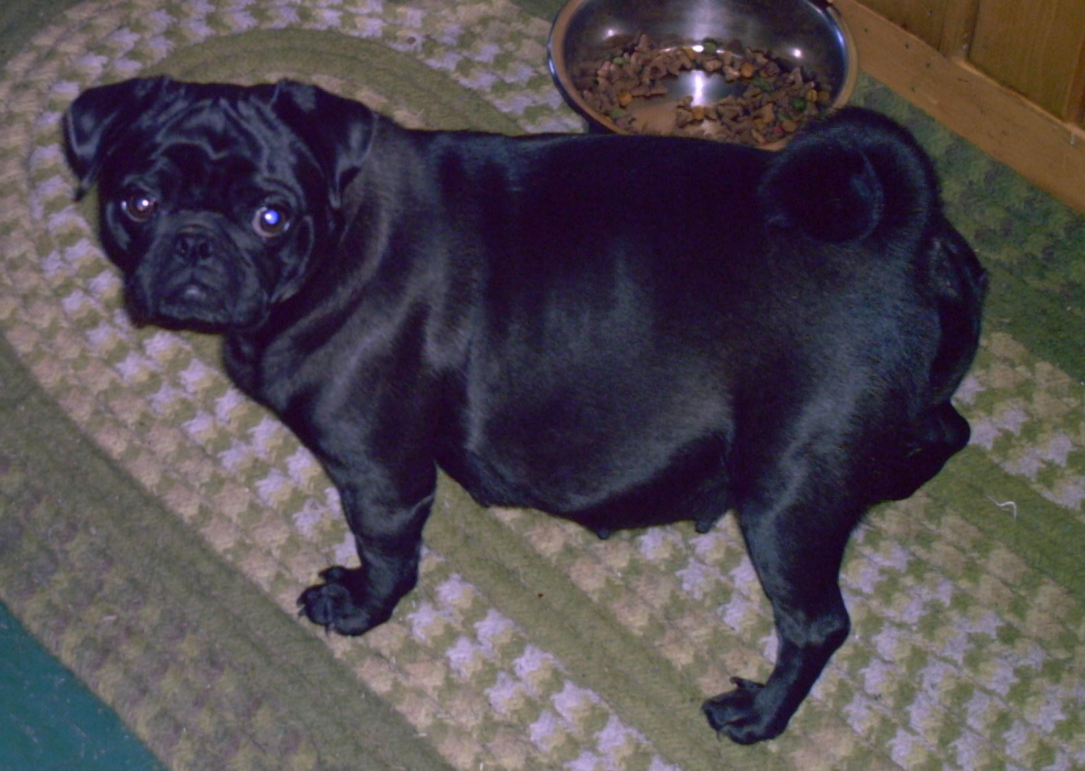how can you tell if your pug is pregnant