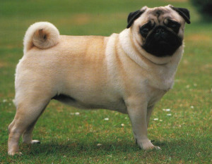 How much should a fully grown Chinese Pug weigh?