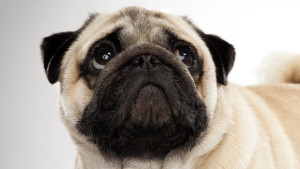 How can I help comfort my pug with a yeast infection in the ear?