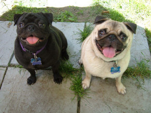 Why doesn’t my younger pug get along with the older pug?