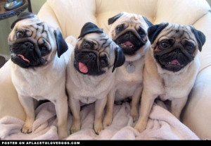 What to do when two out of three pugs act like alpha dogs?