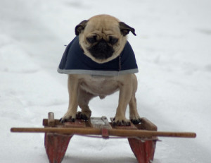 What are the exercise requirements for a pug dog?