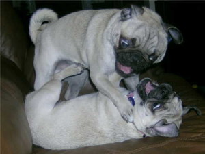 Why do my two female pugs keep fighting?