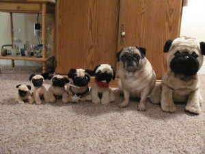 Where can I find 180 pug stuffed animals for cheap?