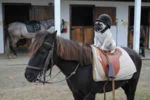 Pug and other playful animals in the home?