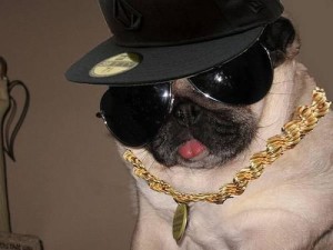 Where to find pugs to breed with my stud?