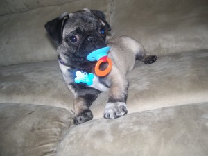 How could I convince mo mom to get me a pug?