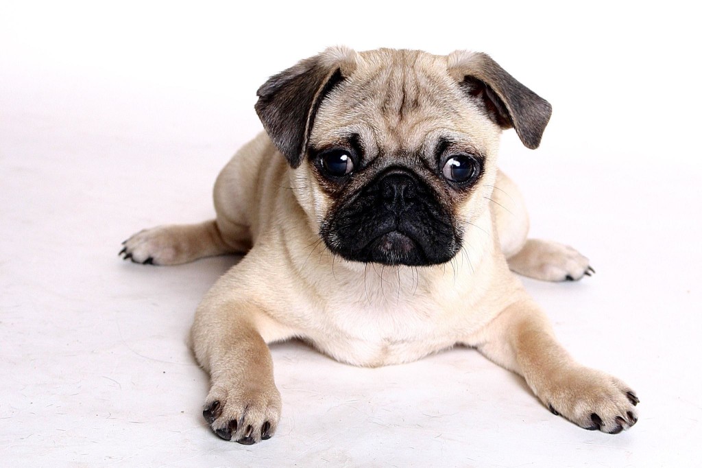 PugPugPug.com | How many times a day should I feed my pug?