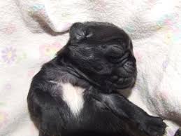 If a pug dog has a white patch on its chest does this mean it is not a purebred?
