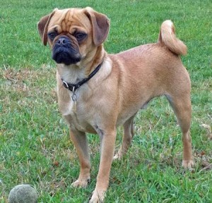 What is the difference between a pug and a puggle?
