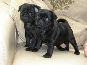 What’s the best kind of couch to buy if you have two messy pugs?
