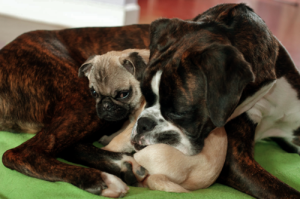 How do you end a war between a pug pup and a male adult boxer?