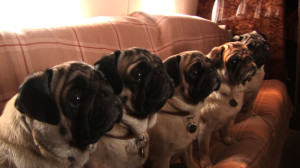 How much are pugs?