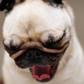 10 Interesting Facts About Pugs