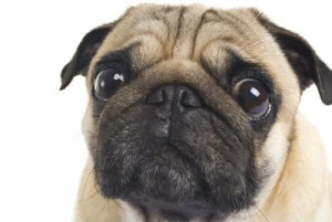 How to Examine Your Pug: Ground Rules