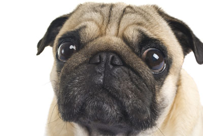 PugPugPug.com | Pug Health: Eye Discharge…