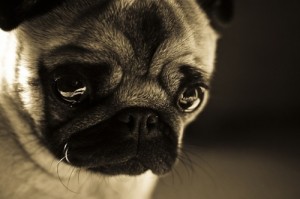 Caring For Your Pug’s Eyes