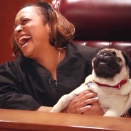 Judge With Heart Of Gold Rescues Brave Blind Pug…