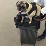 Harness or Collar – Which is Best for Your Pug?