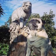 Besties Pug and Cat Travel Together