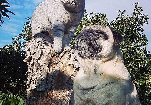 Besties Pug and Cat Travel Together